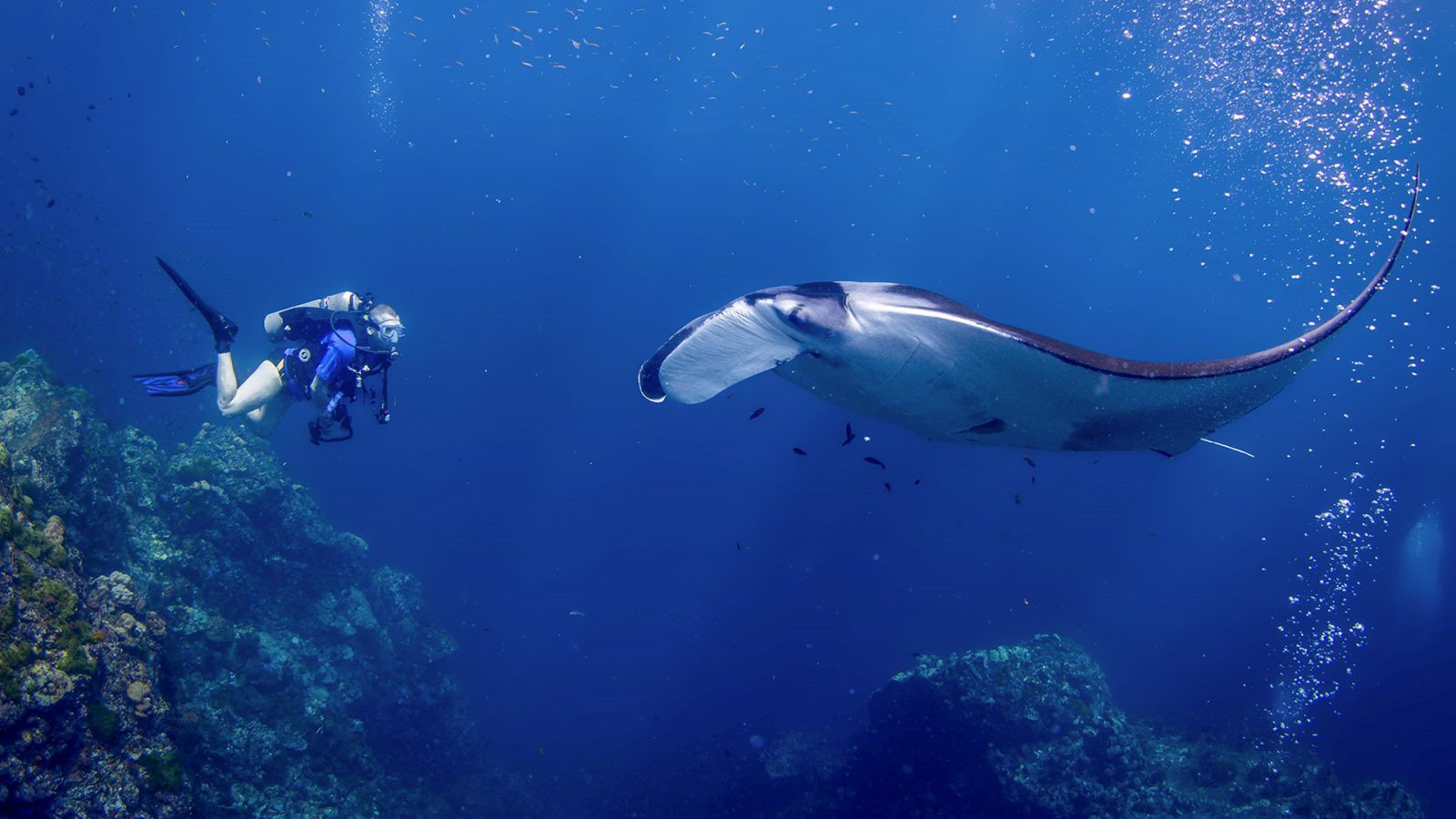 Discover Phuket’s Coral Reefs
