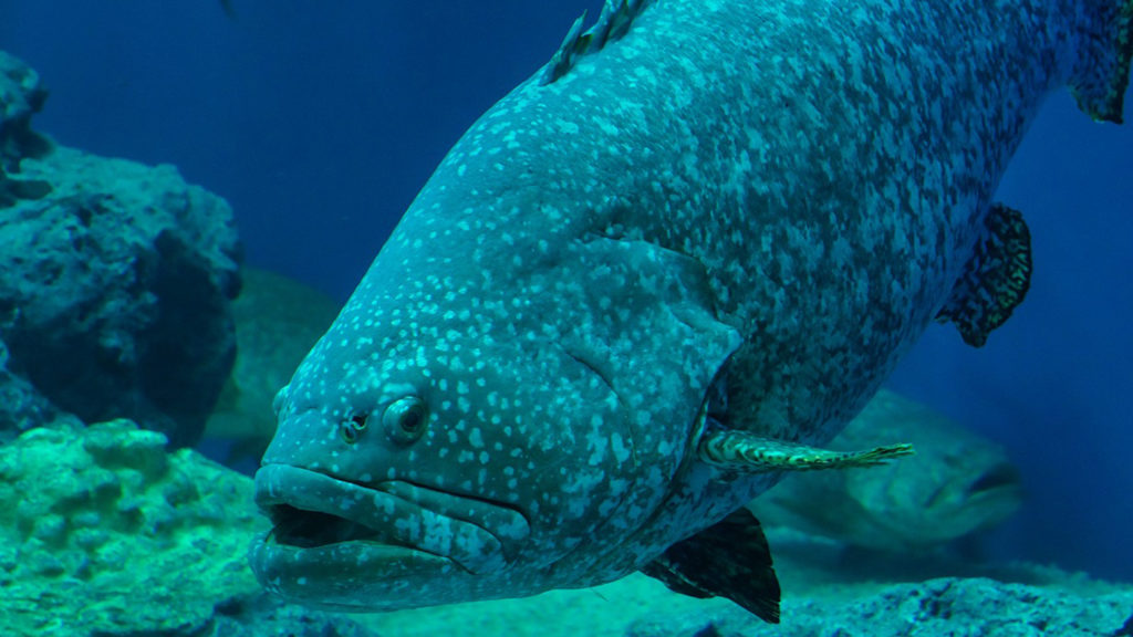Phuket Aquarium