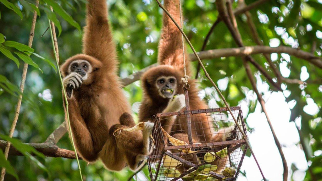 A day with the gibbons