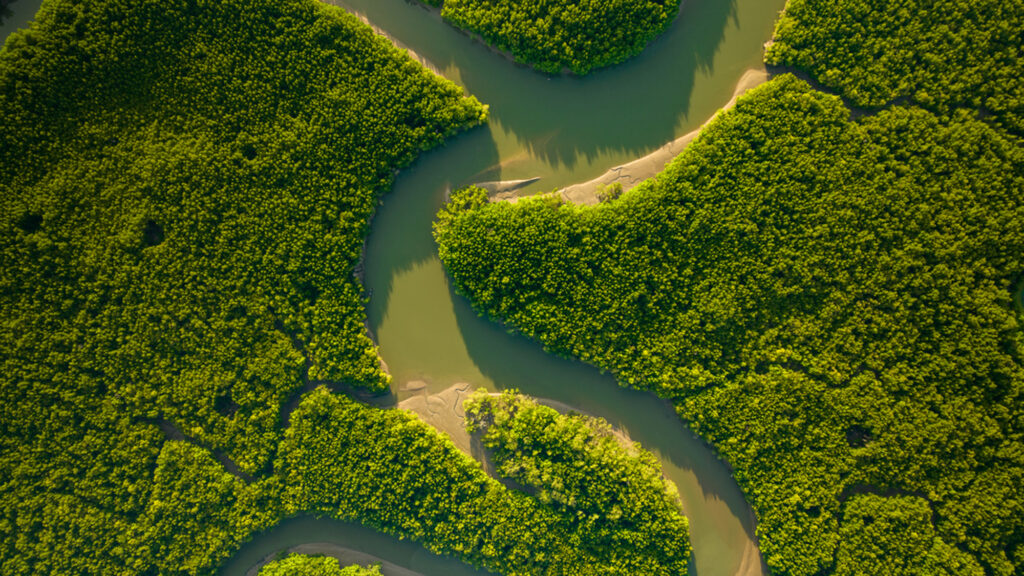 Amazing abundant mangrove forest, Aerial view of forest trees Rainforest ecosystem and healthy environment background, Texture of green trees forest top down, High angle view