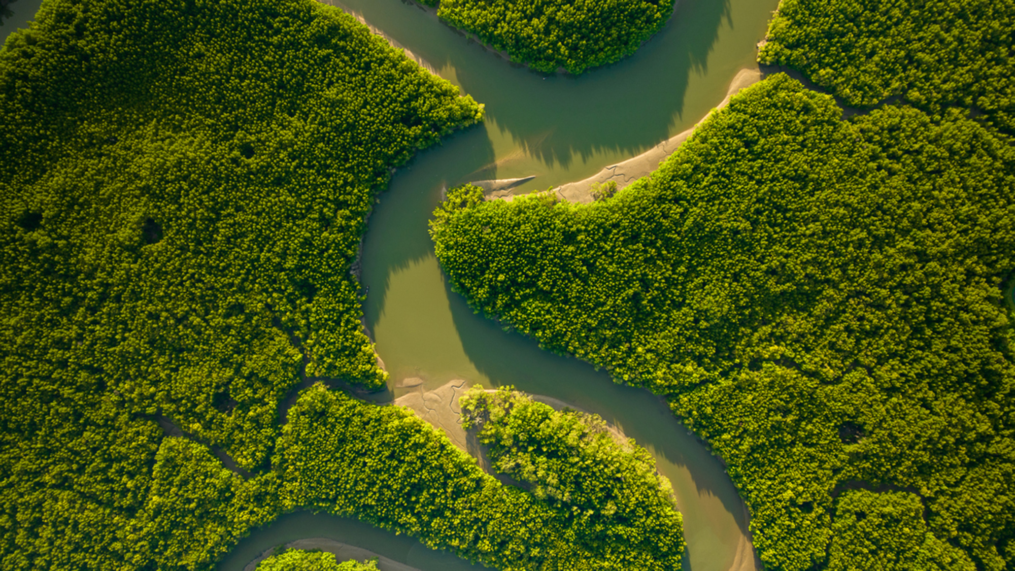 Amazing abundant mangrove forest, Aerial view of forest trees Rainforest ecosystem and healthy environment background, Texture of green trees forest top down, High angle view